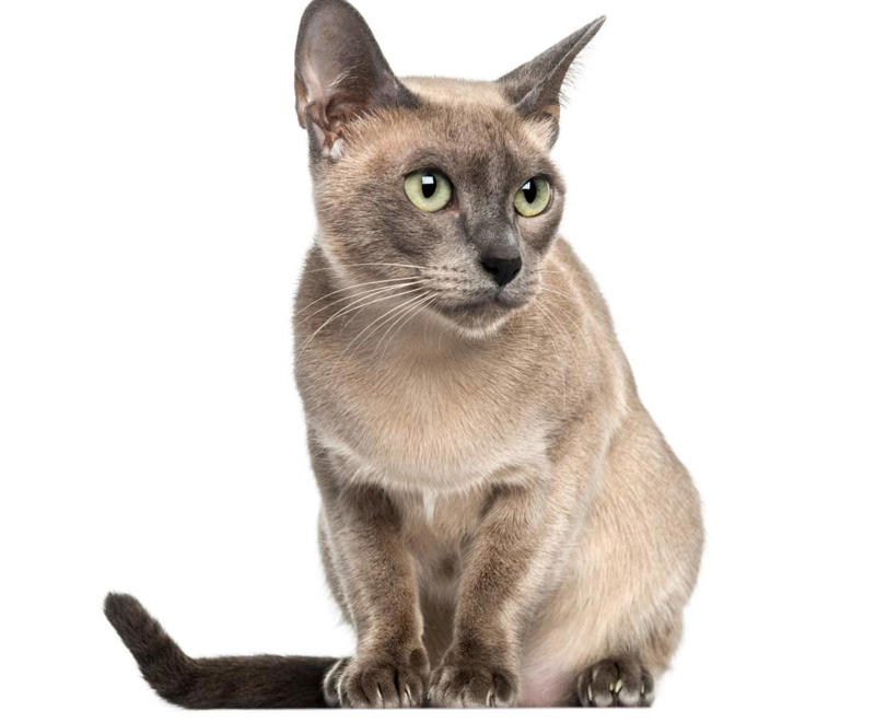Maine Coon, Scottish Fold, Tonkinese, Turkish Angora, Abyssinian, Havana Brown, Norwegian Forest Cat, Russian Blue