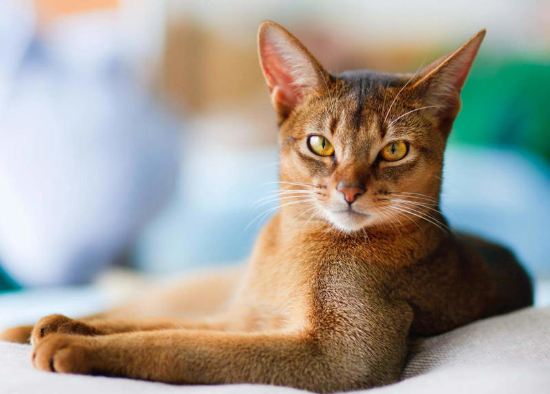 Maine Coon, Scottish Fold, Tonkinese, Turkish Angora, Abyssinian, Havana Brown, Norwegian Forest Cat, Russian Blue