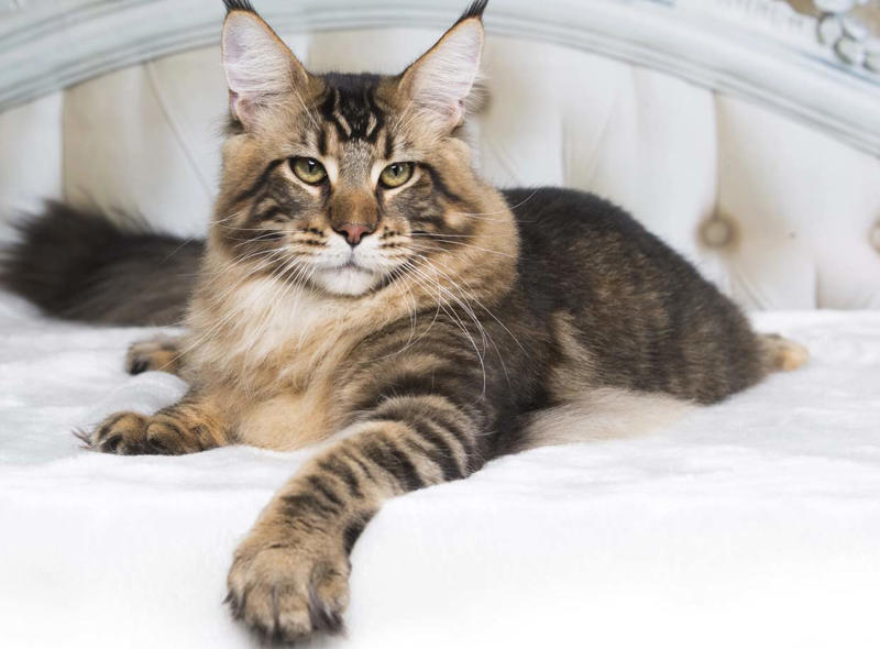 Maine Coon, Scottish Fold, Tonkinese, Turkish Angora, Abyssinian, Havana Brown, Norwegian Forest Cat, Russian Blue