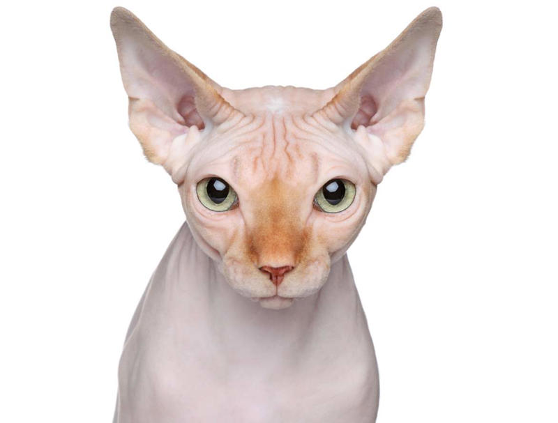 Maine Coon, Scottish Fold, Tonkinese, Turkish Angora, Abyssinian, Havana Brown, Norwegian Forest Cat, Russian Blue