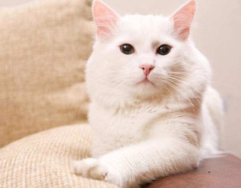 Maine Coon, Scottish Fold, Tonkinese, Turkish Angora, Abyssinian, Havana Brown, Norwegian Forest Cat, Russian Blue