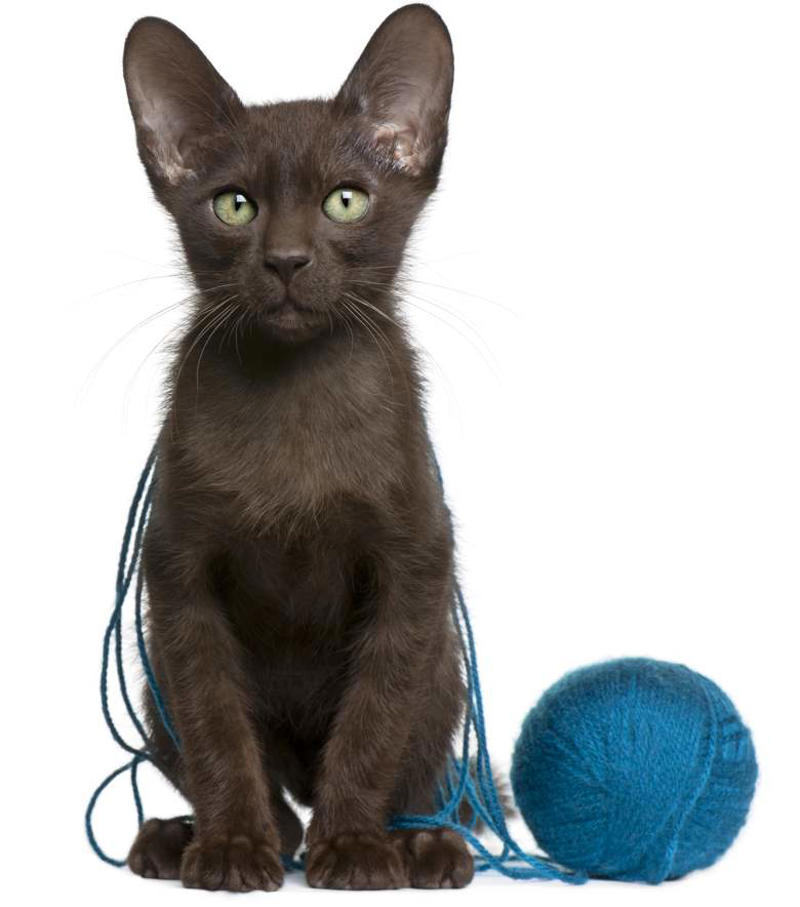 Maine Coon, Scottish Fold, Tonkinese, Turkish Angora, Abyssinian, Havana Brown, Norwegian Forest Cat, Russian Blue
