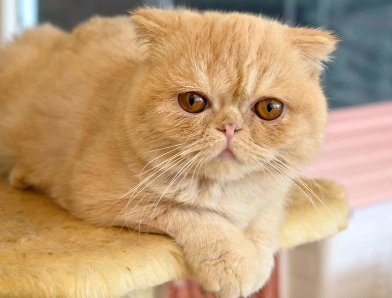 Maine Coon, Scottish Fold, Tonkinese, Turkish Angora, Abyssinian, Havana Brown, Norwegian Forest Cat, Russian Blue