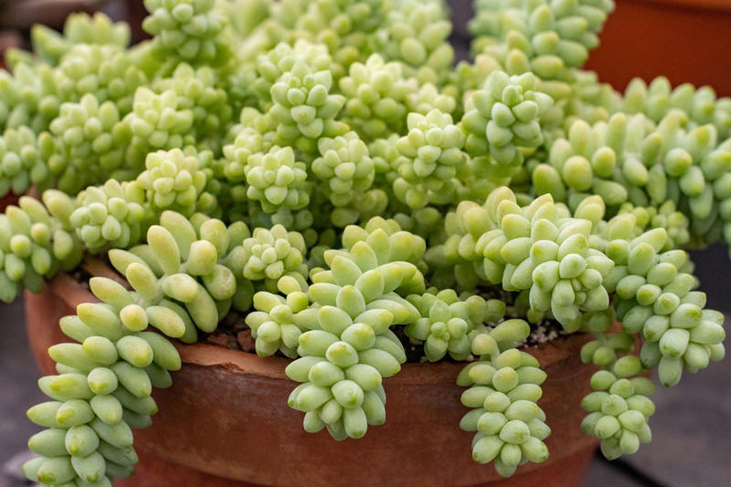 3) Panda Plant (Kalanchoe tomentosa), 5) Echeveria (Echeveria spp.), 6) Zebra Haworthia (Haworthiopsis attenuata), 8) Burro’s Tail (Sedum morganianum), 9) Crown of Thorns (Euphorbia milii), 10) Hens and Chicks (Sempervivum spp.), 11) String of Hearts (Ceropegia woodii), 13) Flaming Katy (Kalanchoe blossfeldiana), 14) Ice Plant (Delosperma echinatum), 15) Tiger Tooth Aloe (Aloe juvenna), 16) Propeller Plant (Crassula perfoliata var. falcata), 17) Dolphin Plant (Senecio peregrinus), 18) Moonstone Plant (Pachyphytum oviferum), 20) Baby Toes (Fenestraria rhopalophylla)