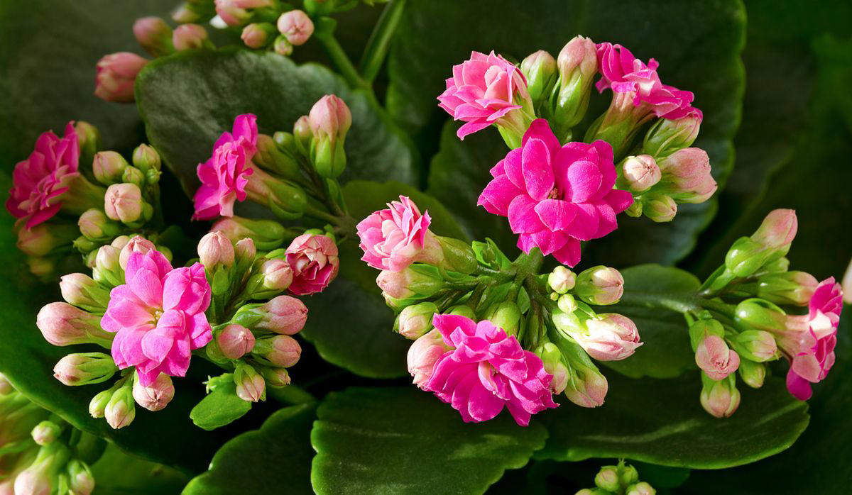 3) Panda Plant (Kalanchoe tomentosa), 5) Echeveria (Echeveria spp.), 6) Zebra Haworthia (Haworthiopsis attenuata), 8) Burro’s Tail (Sedum morganianum), 9) Crown of Thorns (Euphorbia milii), 10) Hens and Chicks (Sempervivum spp.), 11) String of Hearts (Ceropegia woodii), 13) Flaming Katy (Kalanchoe blossfeldiana), 14) Ice Plant (Delosperma echinatum), 15) Tiger Tooth Aloe (Aloe juvenna), 16) Propeller Plant (Crassula perfoliata var. falcata), 17) Dolphin Plant (Senecio peregrinus), 18) Moonstone Plant (Pachyphytum oviferum), 20) Baby Toes (Fenestraria rhopalophylla)