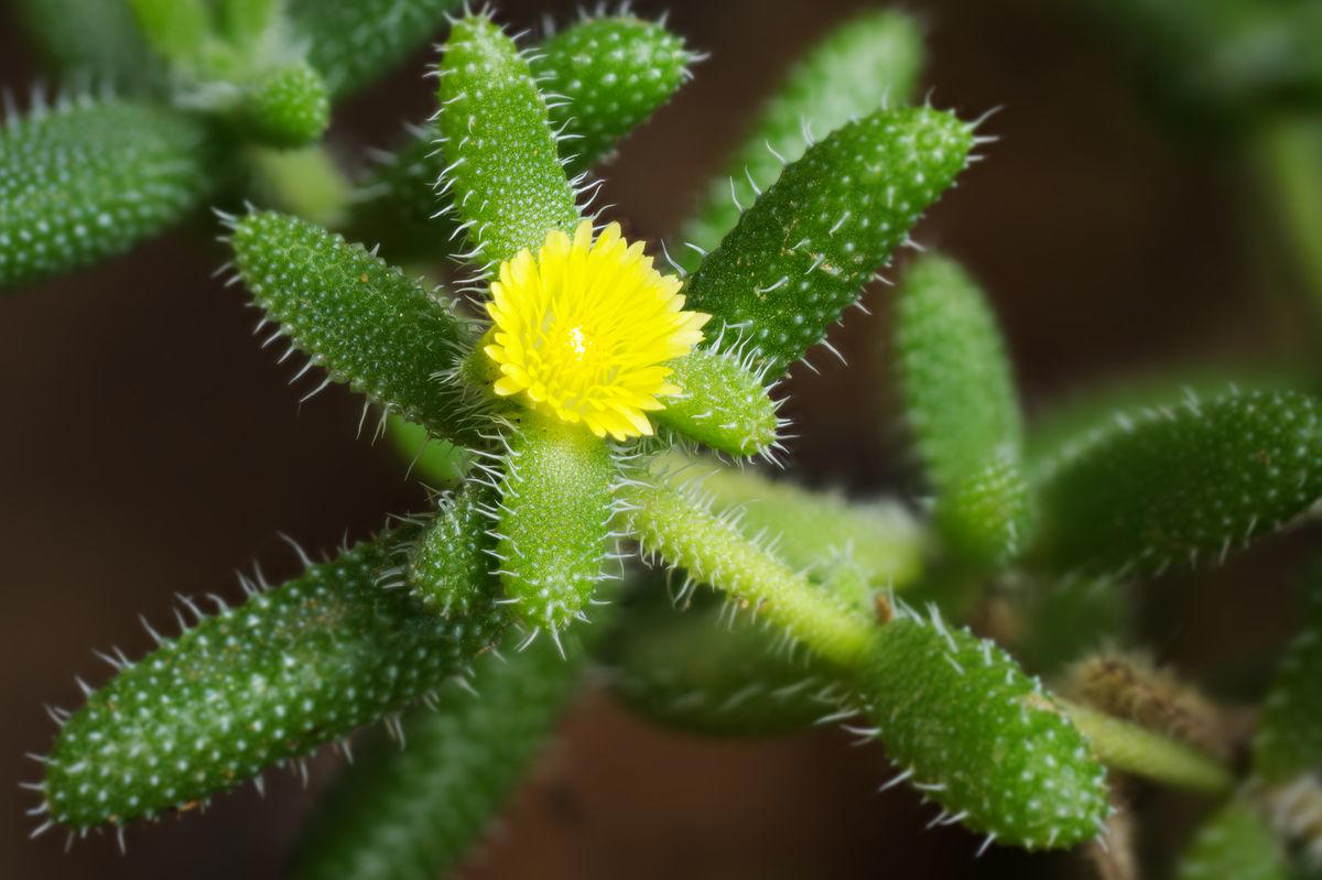 3) Panda Plant (Kalanchoe tomentosa), 5) Echeveria (Echeveria spp.), 6) Zebra Haworthia (Haworthiopsis attenuata), 8) Burro’s Tail (Sedum morganianum), 9) Crown of Thorns (Euphorbia milii), 10) Hens and Chicks (Sempervivum spp.), 11) String of Hearts (Ceropegia woodii), 13) Flaming Katy (Kalanchoe blossfeldiana), 14) Ice Plant (Delosperma echinatum), 15) Tiger Tooth Aloe (Aloe juvenna), 16) Propeller Plant (Crassula perfoliata var. falcata), 17) Dolphin Plant (Senecio peregrinus), 18) Moonstone Plant (Pachyphytum oviferum), 20) Baby Toes (Fenestraria rhopalophylla)
