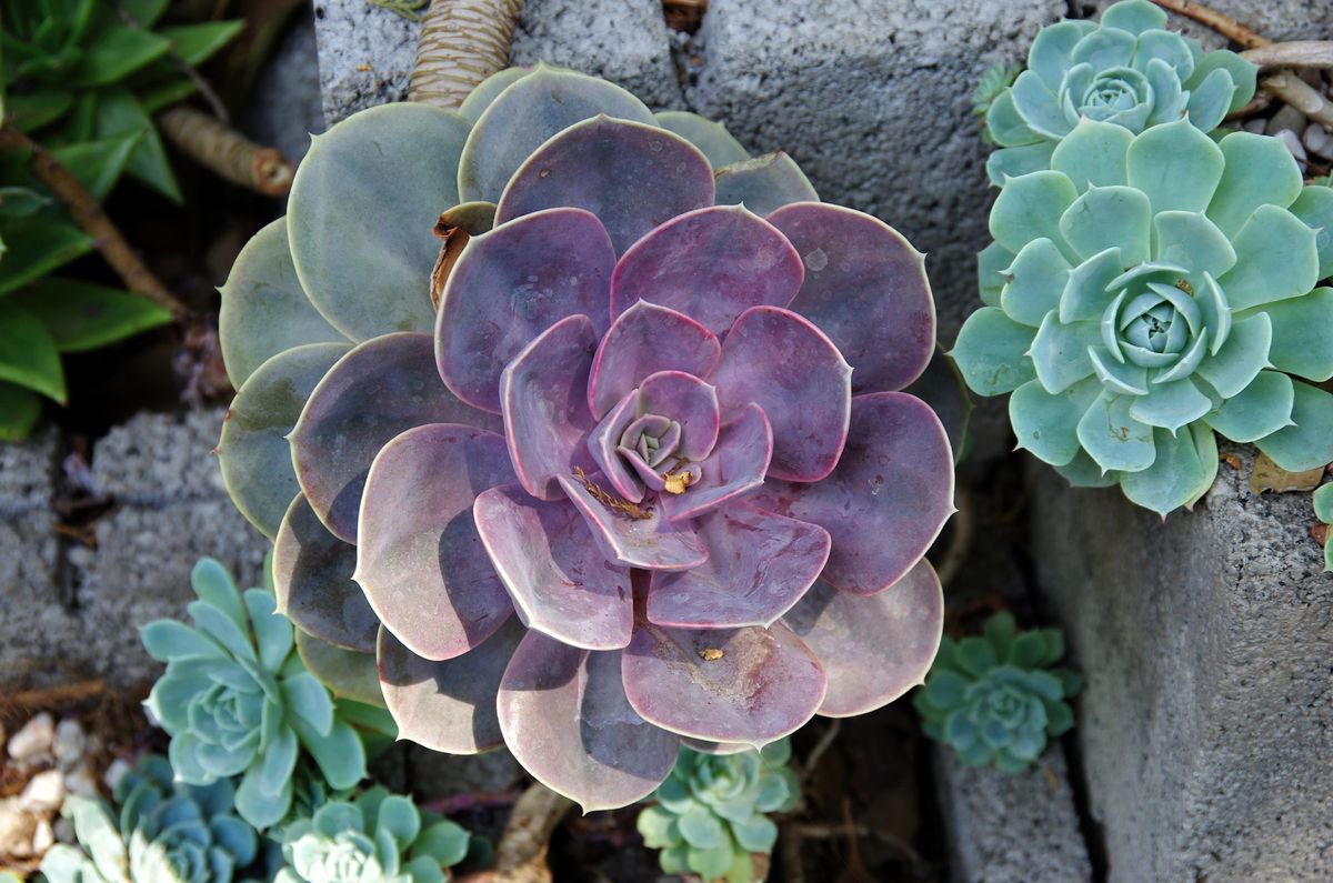 3) Panda Plant (Kalanchoe tomentosa), 5) Echeveria (Echeveria spp.), 6) Zebra Haworthia (Haworthiopsis attenuata), 8) Burro’s Tail (Sedum morganianum), 9) Crown of Thorns (Euphorbia milii), 10) Hens and Chicks (Sempervivum spp.), 11) String of Hearts (Ceropegia woodii), 13) Flaming Katy (Kalanchoe blossfeldiana), 14) Ice Plant (Delosperma echinatum), 15) Tiger Tooth Aloe (Aloe juvenna), 16) Propeller Plant (Crassula perfoliata var. falcata), 17) Dolphin Plant (Senecio peregrinus), 18) Moonstone Plant (Pachyphytum oviferum), 20) Baby Toes (Fenestraria rhopalophylla)