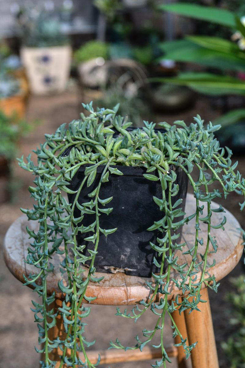 3) Panda Plant (Kalanchoe tomentosa), 5) Echeveria (Echeveria spp.), 6) Zebra Haworthia (Haworthiopsis attenuata), 8) Burro’s Tail (Sedum morganianum), 9) Crown of Thorns (Euphorbia milii), 10) Hens and Chicks (Sempervivum spp.), 11) String of Hearts (Ceropegia woodii), 13) Flaming Katy (Kalanchoe blossfeldiana), 14) Ice Plant (Delosperma echinatum), 15) Tiger Tooth Aloe (Aloe juvenna), 16) Propeller Plant (Crassula perfoliata var. falcata), 17) Dolphin Plant (Senecio peregrinus), 18) Moonstone Plant (Pachyphytum oviferum), 20) Baby Toes (Fenestraria rhopalophylla)