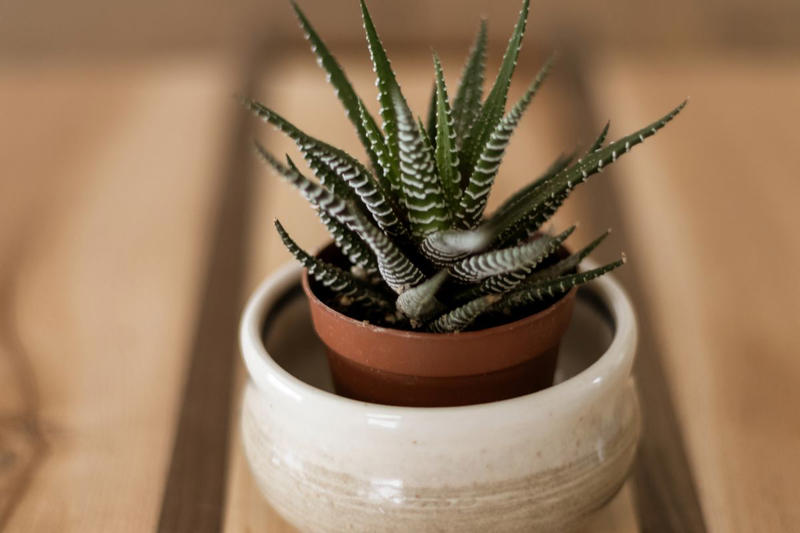 3) Panda Plant (Kalanchoe tomentosa), 5) Echeveria (Echeveria spp.), 6) Zebra Haworthia (Haworthiopsis attenuata), 8) Burro’s Tail (Sedum morganianum), 9) Crown of Thorns (Euphorbia milii), 10) Hens and Chicks (Sempervivum spp.), 11) String of Hearts (Ceropegia woodii), 13) Flaming Katy (Kalanchoe blossfeldiana), 14) Ice Plant (Delosperma echinatum), 15) Tiger Tooth Aloe (Aloe juvenna), 16) Propeller Plant (Crassula perfoliata var. falcata), 17) Dolphin Plant (Senecio peregrinus), 18) Moonstone Plant (Pachyphytum oviferum), 20) Baby Toes (Fenestraria rhopalophylla)