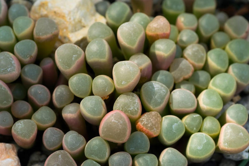3) Panda Plant (Kalanchoe tomentosa), 5) Echeveria (Echeveria spp.), 6) Zebra Haworthia (Haworthiopsis attenuata), 8) Burro’s Tail (Sedum morganianum), 9) Crown of Thorns (Euphorbia milii), 10) Hens and Chicks (Sempervivum spp.), 11) String of Hearts (Ceropegia woodii), 13) Flaming Katy (Kalanchoe blossfeldiana), 14) Ice Plant (Delosperma echinatum), 15) Tiger Tooth Aloe (Aloe juvenna), 16) Propeller Plant (Crassula perfoliata var. falcata), 17) Dolphin Plant (Senecio peregrinus), 18) Moonstone Plant (Pachyphytum oviferum), 20) Baby Toes (Fenestraria rhopalophylla)