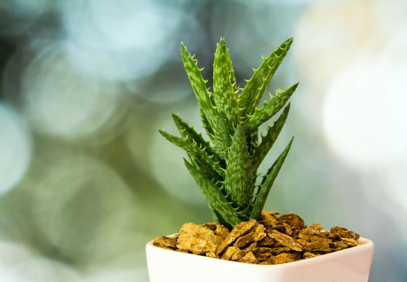 3) Panda Plant (Kalanchoe tomentosa), 5) Echeveria (Echeveria spp.), 6) Zebra Haworthia (Haworthiopsis attenuata), 8) Burro’s Tail (Sedum morganianum), 9) Crown of Thorns (Euphorbia milii), 10) Hens and Chicks (Sempervivum spp.), 11) String of Hearts (Ceropegia woodii), 13) Flaming Katy (Kalanchoe blossfeldiana), 14) Ice Plant (Delosperma echinatum), 15) Tiger Tooth Aloe (Aloe juvenna), 16) Propeller Plant (Crassula perfoliata var. falcata), 17) Dolphin Plant (Senecio peregrinus), 18) Moonstone Plant (Pachyphytum oviferum), 20) Baby Toes (Fenestraria rhopalophylla)