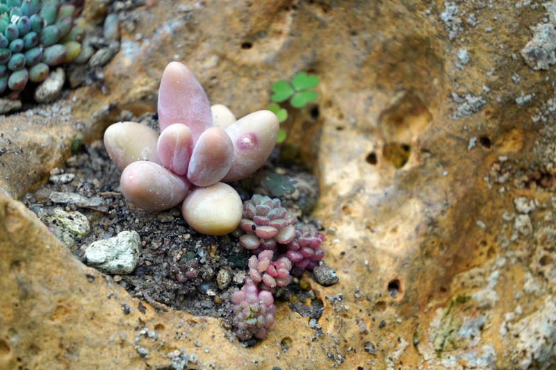 3) Panda Plant (Kalanchoe tomentosa), 5) Echeveria (Echeveria spp.), 6) Zebra Haworthia (Haworthiopsis attenuata), 8) Burro’s Tail (Sedum morganianum), 9) Crown of Thorns (Euphorbia milii), 10) Hens and Chicks (Sempervivum spp.), 11) String of Hearts (Ceropegia woodii), 13) Flaming Katy (Kalanchoe blossfeldiana), 14) Ice Plant (Delosperma echinatum), 15) Tiger Tooth Aloe (Aloe juvenna), 16) Propeller Plant (Crassula perfoliata var. falcata), 17) Dolphin Plant (Senecio peregrinus), 18) Moonstone Plant (Pachyphytum oviferum), 20) Baby Toes (Fenestraria rhopalophylla)