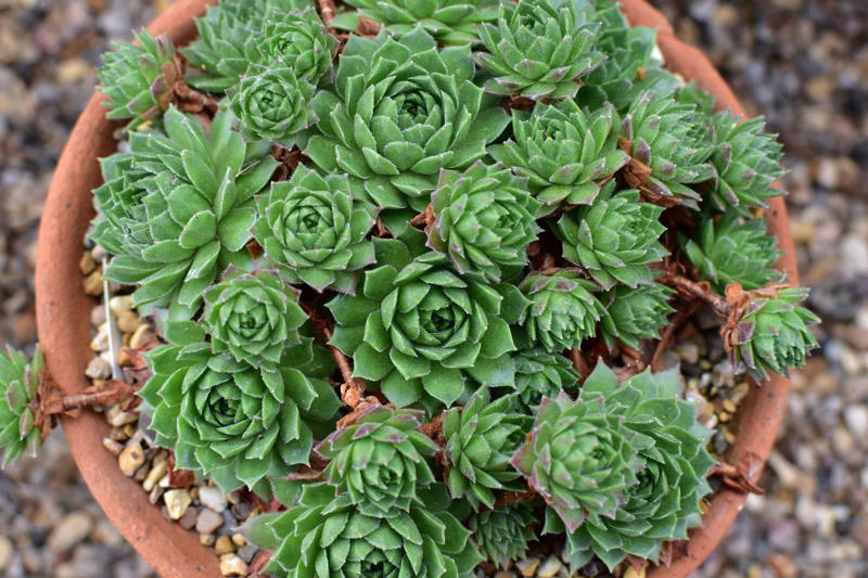 3) Panda Plant (Kalanchoe tomentosa), 5) Echeveria (Echeveria spp.), 6) Zebra Haworthia (Haworthiopsis attenuata), 8) Burro’s Tail (Sedum morganianum), 9) Crown of Thorns (Euphorbia milii), 10) Hens and Chicks (Sempervivum spp.), 11) String of Hearts (Ceropegia woodii), 13) Flaming Katy (Kalanchoe blossfeldiana), 14) Ice Plant (Delosperma echinatum), 15) Tiger Tooth Aloe (Aloe juvenna), 16) Propeller Plant (Crassula perfoliata var. falcata), 17) Dolphin Plant (Senecio peregrinus), 18) Moonstone Plant (Pachyphytum oviferum), 20) Baby Toes (Fenestraria rhopalophylla)