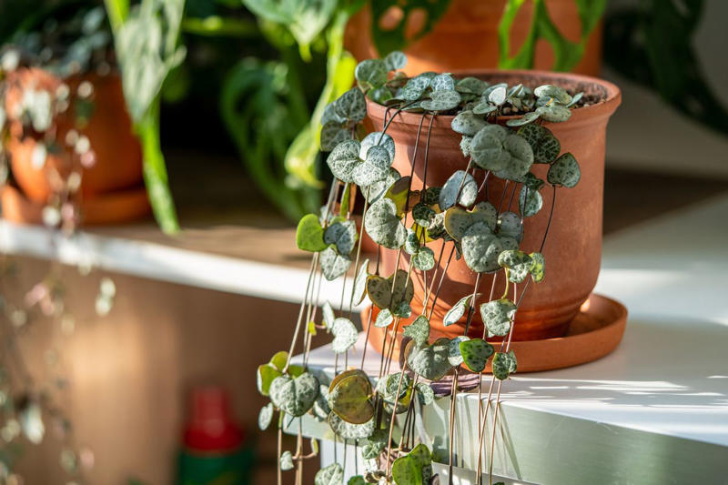 3) Panda Plant (Kalanchoe tomentosa), 5) Echeveria (Echeveria spp.), 6) Zebra Haworthia (Haworthiopsis attenuata), 8) Burro’s Tail (Sedum morganianum), 9) Crown of Thorns (Euphorbia milii), 10) Hens and Chicks (Sempervivum spp.), 11) String of Hearts (Ceropegia woodii), 13) Flaming Katy (Kalanchoe blossfeldiana), 14) Ice Plant (Delosperma echinatum), 15) Tiger Tooth Aloe (Aloe juvenna), 16) Propeller Plant (Crassula perfoliata var. falcata), 17) Dolphin Plant (Senecio peregrinus), 18) Moonstone Plant (Pachyphytum oviferum), 20) Baby Toes (Fenestraria rhopalophylla)