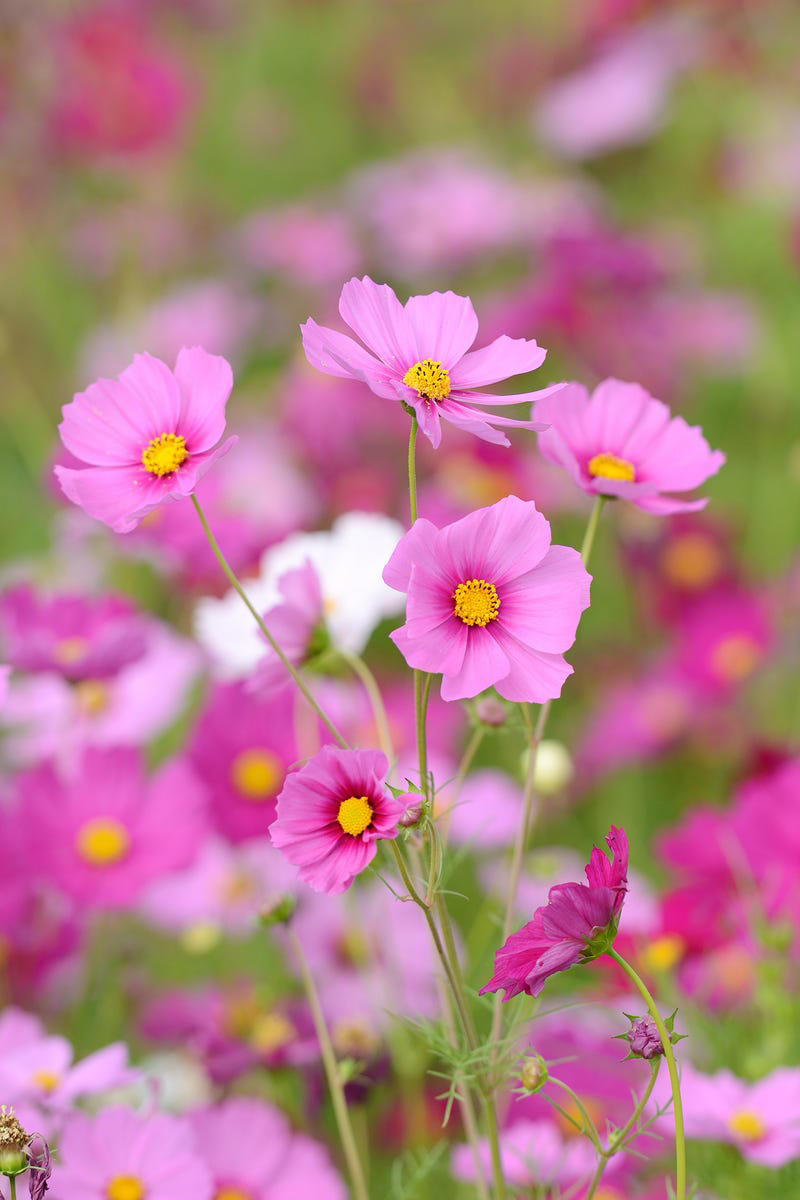12) Cosmos 3) Cosmos, 5) Love in a Mist, 7) Morning Glory, 9) Moss Rose