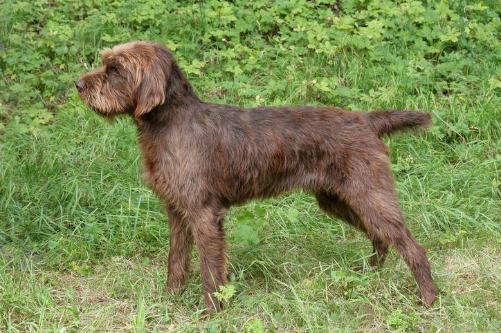 13) Pudelpointer 6) Brittany, 9) Nova Scotia Duck Tolling Retriever, 10) English Springer Spaniel, 11) Black and Tan Coonhound, 12) German Wirehaired Pointer, 13) Pudelpointer, 14) Plott Hound, 15) Cocker Spaniel, 16) German Shorthaired Pointer, 17) Chesapeake Bay Retriever, 18) Boykin Spaniel, 19) Redbone Coonhound, 20) Bluetick Coonhound