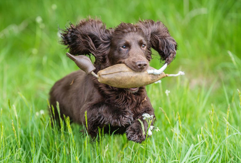 15) Cocker Spaniel 6) Brittany, 9) Nova Scotia Duck Tolling Retriever, 10) English Springer Spaniel, 11) Black and Tan Coonhound, 12) German Wirehaired Pointer, 13) Pudelpointer, 14) Plott Hound, 15) Cocker Spaniel, 16) German Shorthaired Pointer, 17) Chesapeake Bay Retriever, 18) Boykin Spaniel, 19) Redbone Coonhound, 20) Bluetick Coonhound