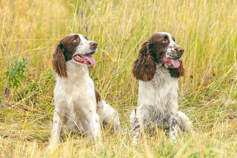 10) English Springer Spaniel 6) Brittany, 9) Nova Scotia Duck Tolling Retriever, 10) English Springer Spaniel, 11) Black and Tan Coonhound, 12) German Wirehaired Pointer, 13) Pudelpointer, 14) Plott Hound, 15) Cocker Spaniel, 16) German Shorthaired Pointer, 17) Chesapeake Bay Retriever, 18) Boykin Spaniel, 19) Redbone Coonhound, 20) Bluetick Coonhound