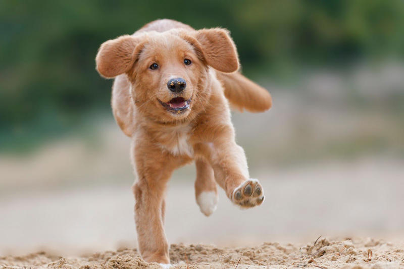 9) Nova Scotia Duck Tolling Retriever 6) Brittany, 9) Nova Scotia Duck Tolling Retriever, 10) English Springer Spaniel, 11) Black and Tan Coonhound, 12) German Wirehaired Pointer, 13) Pudelpointer, 14) Plott Hound, 15) Cocker Spaniel, 16) German Shorthaired Pointer, 17) Chesapeake Bay Retriever, 18) Boykin Spaniel, 19) Redbone Coonhound, 20) Bluetick Coonhound