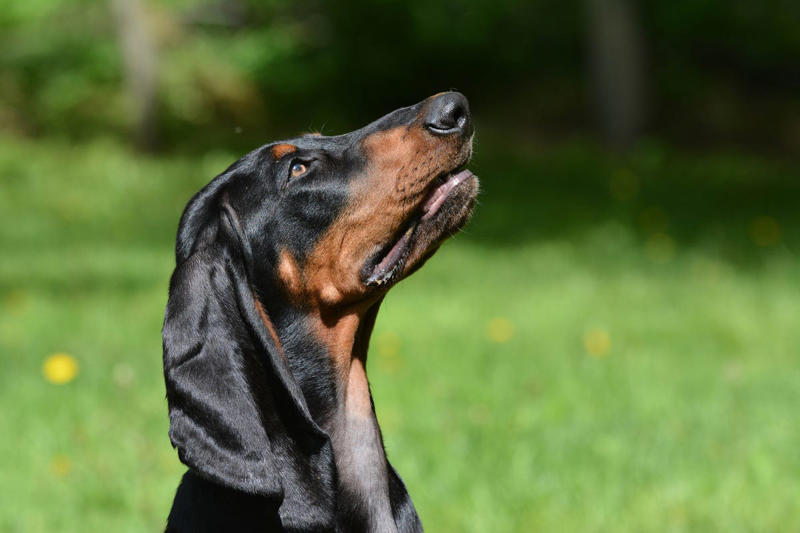 11) Black and Tan Coonhound 6) Brittany, 9) Nova Scotia Duck Tolling Retriever, 10) English Springer Spaniel, 11) Black and Tan Coonhound, 12) German Wirehaired Pointer, 13) Pudelpointer, 14) Plott Hound, 15) Cocker Spaniel, 16) German Shorthaired Pointer, 17) Chesapeake Bay Retriever, 18) Boykin Spaniel, 19) Redbone Coonhound, 20) Bluetick Coonhound