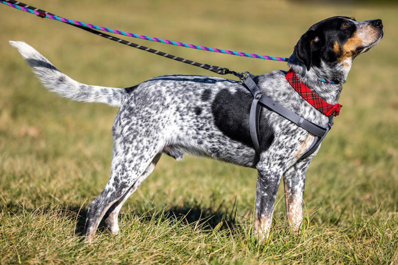 20) Bluetick Coonhound 6) Brittany, 9) Nova Scotia Duck Tolling Retriever, 10) English Springer Spaniel, 11) Black and Tan Coonhound, 12) German Wirehaired Pointer, 13) Pudelpointer, 14) Plott Hound, 15) Cocker Spaniel, 16) German Shorthaired Pointer, 17) Chesapeake Bay Retriever, 18) Boykin Spaniel, 19) Redbone Coonhound, 20) Bluetick Coonhound