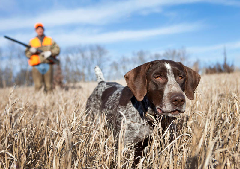 12) German Wirehaired Pointer 6) Brittany, 9) Nova Scotia Duck Tolling Retriever, 10) English Springer Spaniel, 11) Black and Tan Coonhound, 12) German Wirehaired Pointer, 13) Pudelpointer, 14) Plott Hound, 15) Cocker Spaniel, 16) German Shorthaired Pointer, 17) Chesapeake Bay Retriever, 18) Boykin Spaniel, 19) Redbone Coonhound, 20) Bluetick Coonhound