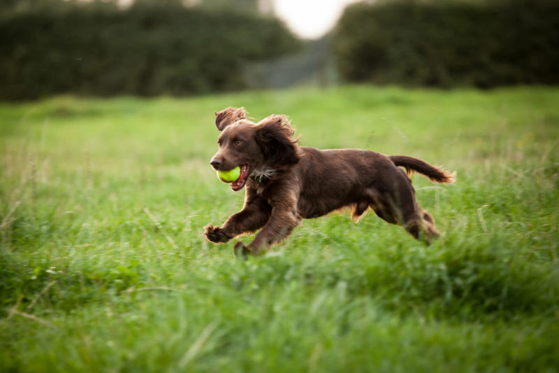 18) Boykin Spaniel 6) Brittany, 9) Nova Scotia Duck Tolling Retriever, 10) English Springer Spaniel, 11) Black and Tan Coonhound, 12) German Wirehaired Pointer, 13) Pudelpointer, 14) Plott Hound, 15) Cocker Spaniel, 16) German Shorthaired Pointer, 17) Chesapeake Bay Retriever, 18) Boykin Spaniel, 19) Redbone Coonhound, 20) Bluetick Coonhound
