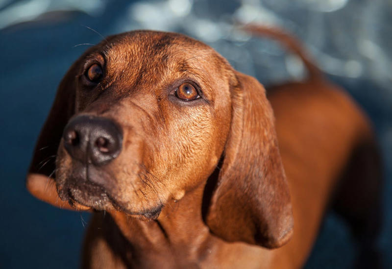 19) Redbone Coonhound 6) Brittany, 9) Nova Scotia Duck Tolling Retriever, 10) English Springer Spaniel, 11) Black and Tan Coonhound, 12) German Wirehaired Pointer, 13) Pudelpointer, 14) Plott Hound, 15) Cocker Spaniel, 16) German Shorthaired Pointer, 17) Chesapeake Bay Retriever, 18) Boykin Spaniel, 19) Redbone Coonhound, 20) Bluetick Coonhound