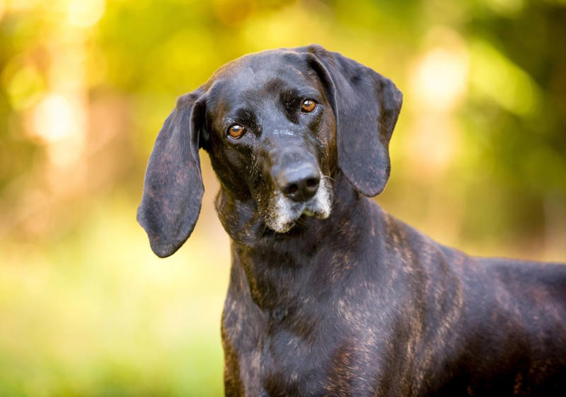 14) Plott Hound 6) Brittany, 9) Nova Scotia Duck Tolling Retriever, 10) English Springer Spaniel, 11) Black and Tan Coonhound, 12) German Wirehaired Pointer, 13) Pudelpointer, 14) Plott Hound, 15) Cocker Spaniel, 16) German Shorthaired Pointer, 17) Chesapeake Bay Retriever, 18) Boykin Spaniel, 19) Redbone Coonhound, 20) Bluetick Coonhound
