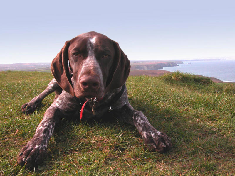 16) German Shorthaired Pointer 6) Brittany, 9) Nova Scotia Duck Tolling Retriever, 10) English Springer Spaniel, 11) Black and Tan Coonhound, 12) German Wirehaired Pointer, 13) Pudelpointer, 14) Plott Hound, 15) Cocker Spaniel, 16) German Shorthaired Pointer, 17) Chesapeake Bay Retriever, 18) Boykin Spaniel, 19) Redbone Coonhound, 20) Bluetick Coonhound