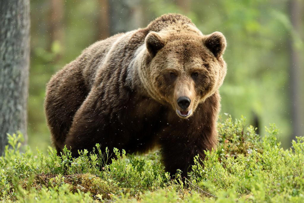 1. Brown Bears: Nature’s Powerful Predators 1. Contests for Best Produce, 2. Best Recipe Contests Exclusively for Women, 3. Baking Contests Exclusively for Women, 4. Pig Races, 5. Contests for Best Livestock and Pets, 6. Bear Baiting, 7. Sack Races for Adults, 8. Contests for the Most Unusual Vegetable Shape, 9. Watermelon Seed Spitting Contests, 10. Butter Churning Contests, 11. Milking Contests, 12. Horse Races, 13. Ladies Bicycle Races, 14. Horse Pulling, 15. Sewing Contests, 16. Harness Races