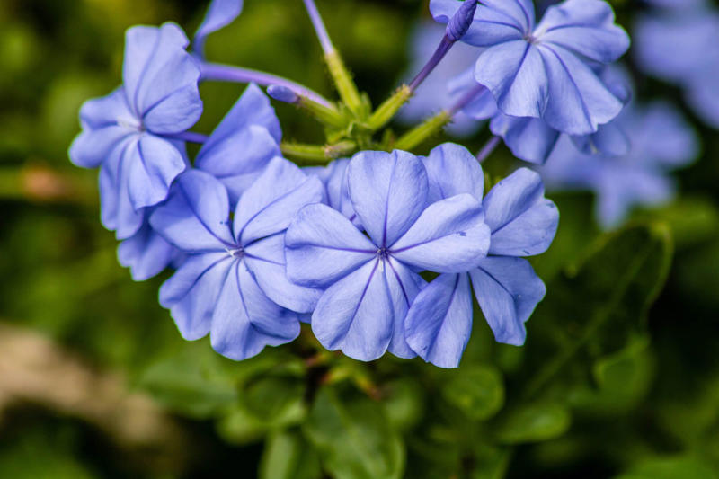 Plumbago Moody Blues™ Veronica, Brazilian Dwarf Morning-glory, Dear Dolores™ Hydrangea, Wishbone Flower, Sea Holly, 'Sterling Moon' Lunar Lights™ Begonia, St. John’s Wort, Bush Violet, Tickseed, Garden Jewels™ Gerbera Daisy, Cape Plumbago, Ladybird® Sunglow Texas Primrose, Pincushion Flower, Black-eyed Susan