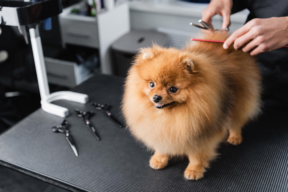 Schedule Regular Grooming Sessions Rubber gloves, Lint rollers, Pumice stones, Squeegees, Vacuum with pet attachments, Dryer sheets, Fabric softener spray, Professional rubber brushes, Dampened microfiber cloths, Wire brushes, Velcro rollers, Duct tape, Anti-static spray, Balloon method, Steam cleaning, Professional pet grooming tools, Car detailing services, Clean rides ahead