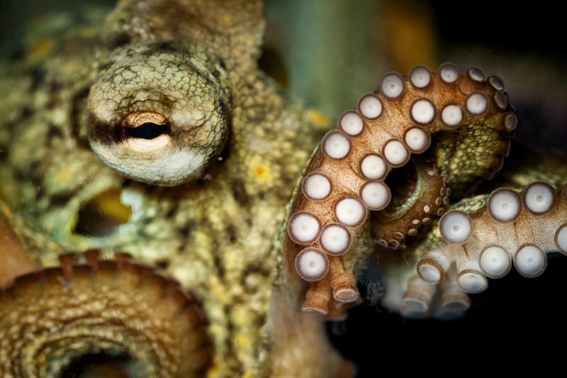 Seahorse, Clownfish, Telescope Goldfish, Cherry Shrimp, Corydoras, Pufferfish, African Dwarf Frog, Marine Hermit Crab, Blood Parrot Cichlid