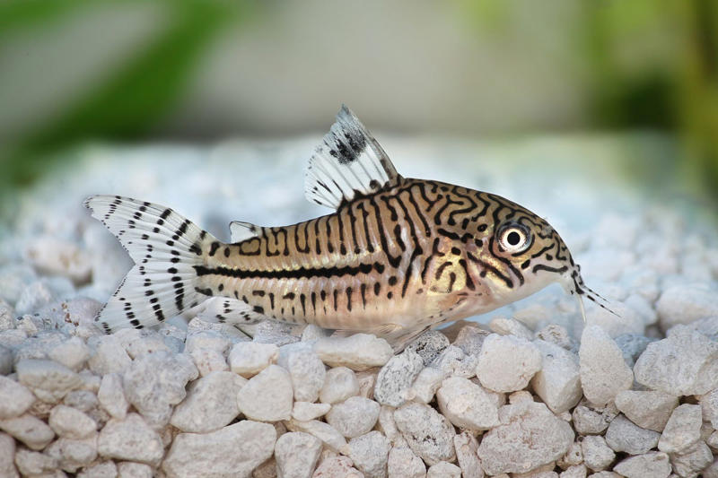 Seahorse, Clownfish, Telescope Goldfish, Cherry Shrimp, Corydoras, Pufferfish, African Dwarf Frog, Marine Hermit Crab, Blood Parrot Cichlid