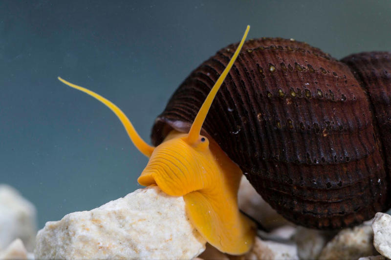 Seahorse, Clownfish, Telescope Goldfish, Cherry Shrimp, Corydoras, Pufferfish, African Dwarf Frog, Marine Hermit Crab, Blood Parrot Cichlid