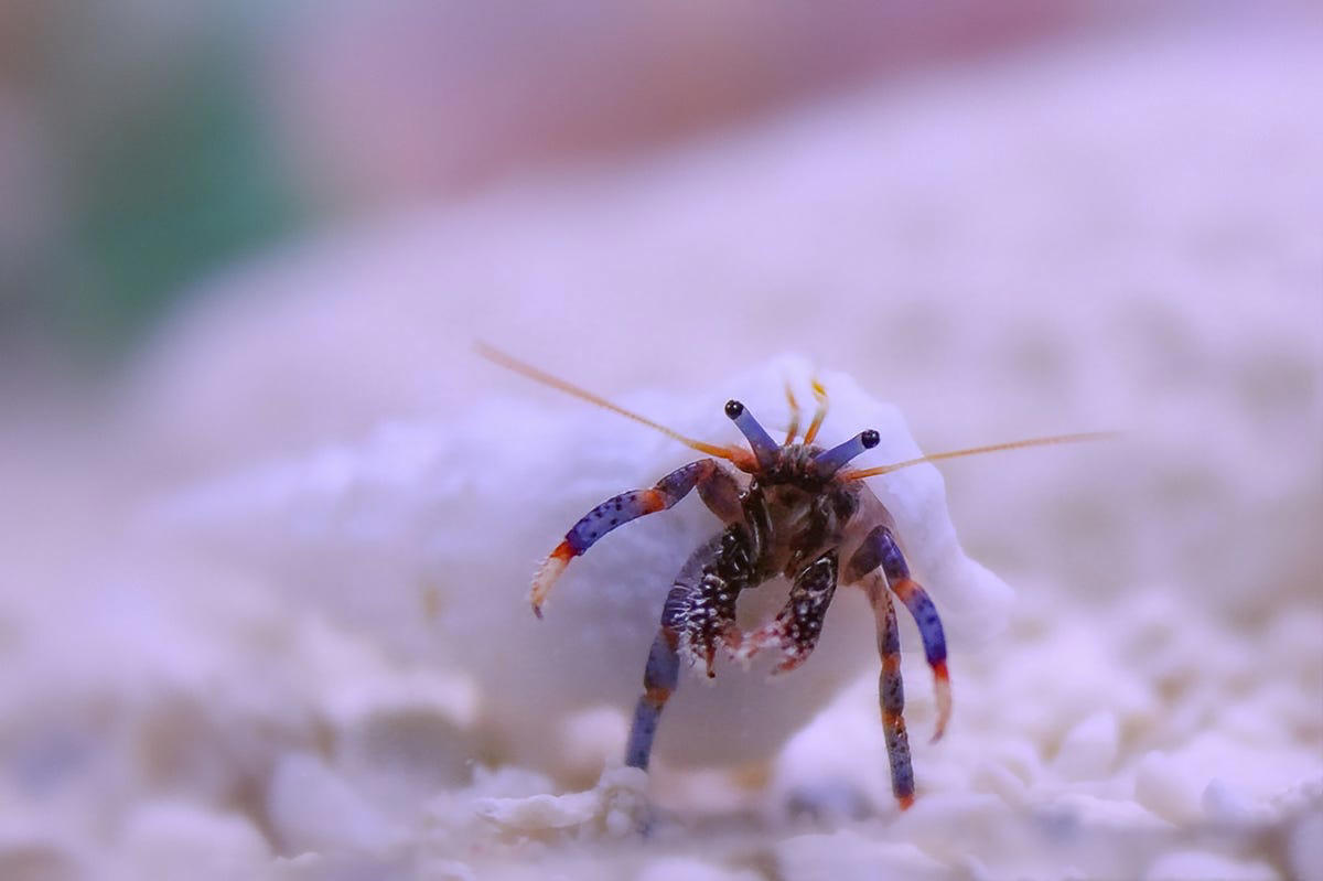 Seahorse, Clownfish, Telescope Goldfish, Cherry Shrimp, Corydoras, Pufferfish, African Dwarf Frog, Marine Hermit Crab, Blood Parrot Cichlid