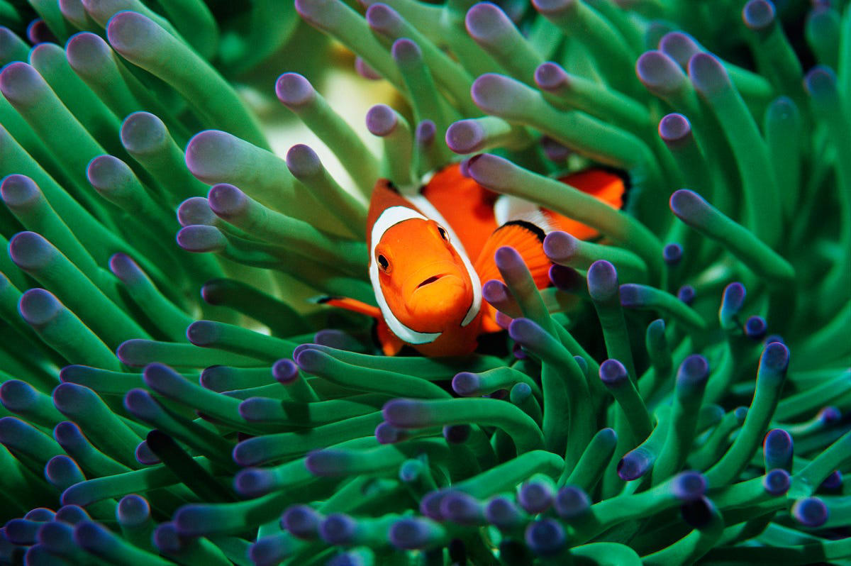 Seahorse, Clownfish, Telescope Goldfish, Cherry Shrimp, Corydoras, Pufferfish, African Dwarf Frog, Marine Hermit Crab, Blood Parrot Cichlid