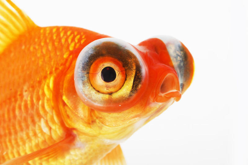 Seahorse, Clownfish, Telescope Goldfish, Cherry Shrimp, Corydoras, Pufferfish, African Dwarf Frog, Marine Hermit Crab, Blood Parrot Cichlid