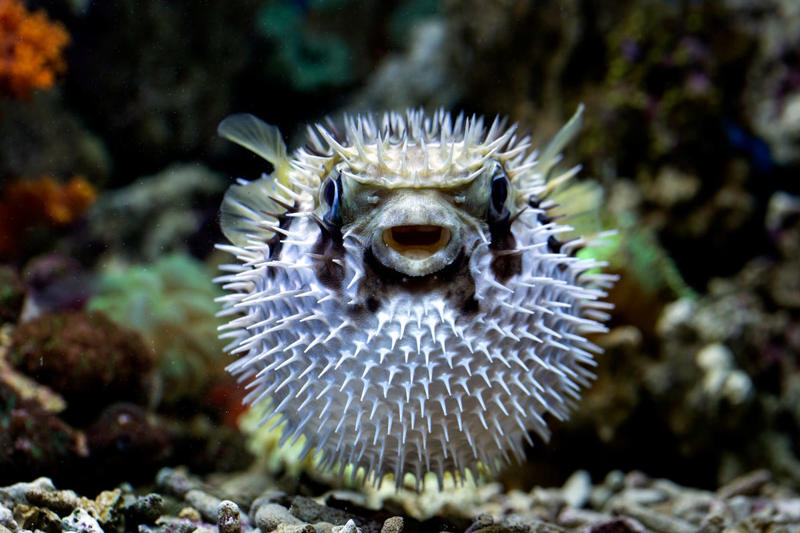 Seahorse, Clownfish, Telescope Goldfish, Cherry Shrimp, Corydoras, Pufferfish, African Dwarf Frog, Marine Hermit Crab, Blood Parrot Cichlid