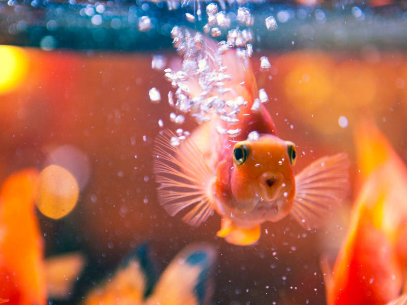 Seahorse, Clownfish, Telescope Goldfish, Cherry Shrimp, Corydoras, Pufferfish, African Dwarf Frog, Marine Hermit Crab, Blood Parrot Cichlid