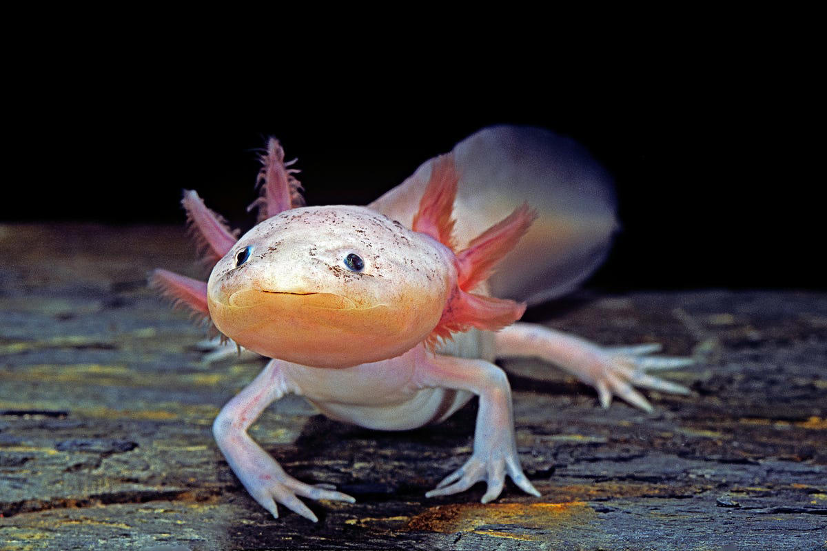 Seahorse, Clownfish, Telescope Goldfish, Cherry Shrimp, Corydoras, Pufferfish, African Dwarf Frog, Marine Hermit Crab, Blood Parrot Cichlid
