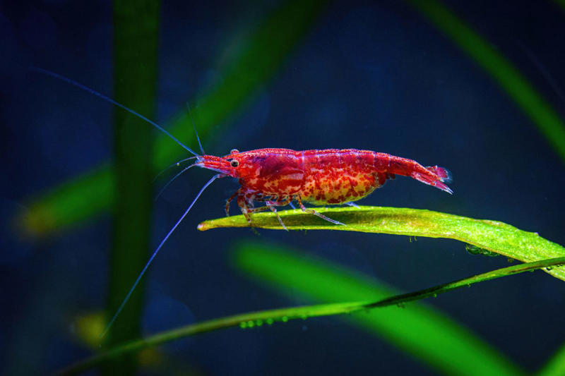 Seahorse, Clownfish, Telescope Goldfish, Cherry Shrimp, Corydoras, Pufferfish, African Dwarf Frog, Marine Hermit Crab, Blood Parrot Cichlid