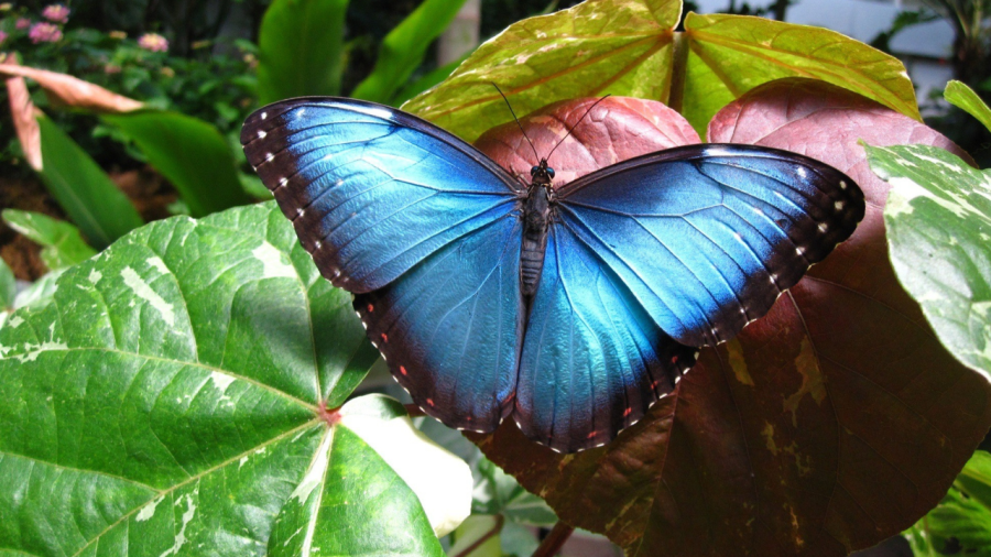 Clippers vs. Cubs, Pat Benatar &amp; Neil Giraldo, Columbus Taco Fest, Ohio Black Expo Riverfront Culture Fest, Family Fun Day, Land-Grant x Jeni’s Strawberry Jam, Memorial Day Car Show, Blooms and Butterflies, Farmers Markets across central Ohio