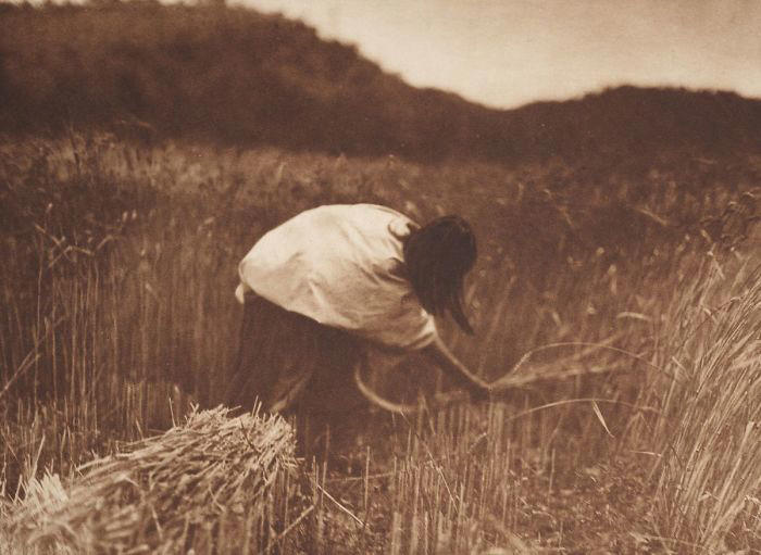 #65 An Apache Woman Reaps Grain, C. 1910 #1 A Klamath Chief Stands On A Hill Above Crater Lake, Oregon, 1923, #3 A Jicarrilla Girl, C. 1910, #5 An Apsaroke Mother And Child, 1908, #7 A Tewa Girl, 1906, #9 Piegan Tepees, 1910, #11 Mohave Woman, 1903, #13 A Kwakiutl Wedding Party Arrives In Canoes, 1914, #15 Eskadi, Of The Apache Tribe, 1903, #17 A Smoky Day At The Sugar Bowl, 1923, #19 Walpi Maidens, 1906, #21 Navajo Man, 1904, #23 Navajos, 1905, #25 Piegan Girls Gather Goldenrod, 1910, #27 A Hidatsa Man With A Captured Eagle, 1908, #29 Hakalahl, A Nakoaktok Chief, 1914, #31 A Young Member Of The Apache Tribe, C. 1910, #33 Apsaroke Man Wearing Medicine Hawk Headdress, 1908, #35 A Kwakiutl Gatherer Hunts Abalones In Washington, 1910, #37 Kwakiutl People In Canoes In British Columbia, 1914, #39 A Cahuilla Woman, 1924, #41 Members Of The Qagyuhl Tribe Dance To Restore An Eclipsed Moon, C. 1910, #43 Iahla, Also Known As "willow," Of The Taos Pueblo, 1905, #45 A Kutenai Duck Hunter, 1910, #47 A Hupa Woman, 1923, #49 A Maricopa Woman, 1907, #51 Spearing Salmon, 1923, #53 Nayenezgani, A Navajo Man, 1904, #55 A Zuni Woman, 1903, #57 Hopi Bridal Costume, 1900, #59 A Maricopa Woman With Arrow-brush Stalks, 1907, #61 At The Old Well Of Acoma, 1904, #63 A Kwakiutl Shaman, 1914, #65 An Apache Woman Reaps Grain, C. 1910, #67 A Sioux Hunter, 1905, #69 Piegan Chiefs, 1900, #71 Mnainak, A Yakima Chief, 1910