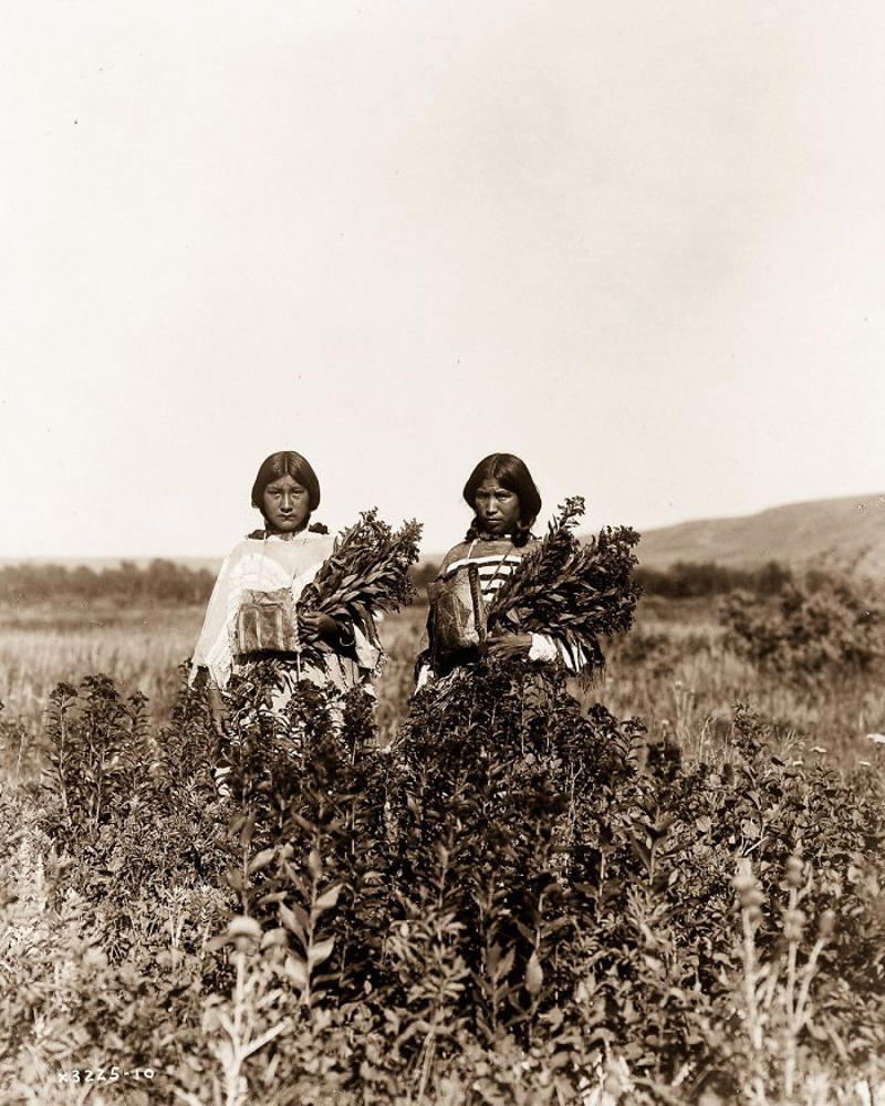 #25 Piegan Girls Gather Goldenrod, 1910 #1 A Klamath Chief Stands On A Hill Above Crater Lake, Oregon, 1923, #3 A Jicarrilla Girl, C. 1910, #5 An Apsaroke Mother And Child, 1908, #7 A Tewa Girl, 1906, #9 Piegan Tepees, 1910, #11 Mohave Woman, 1903, #13 A Kwakiutl Wedding Party Arrives In Canoes, 1914, #15 Eskadi, Of The Apache Tribe, 1903, #17 A Smoky Day At The Sugar Bowl, 1923, #19 Walpi Maidens, 1906, #21 Navajo Man, 1904, #23 Navajos, 1905, #25 Piegan Girls Gather Goldenrod, 1910, #27 A Hidatsa Man With A Captured Eagle, 1908, #29 Hakalahl, A Nakoaktok Chief, 1914, #31 A Young Member Of The Apache Tribe, C. 1910, #33 Apsaroke Man Wearing Medicine Hawk Headdress, 1908, #35 A Kwakiutl Gatherer Hunts Abalones In Washington, 1910, #37 Kwakiutl People In Canoes In British Columbia, 1914, #39 A Cahuilla Woman, 1924, #41 Members Of The Qagyuhl Tribe Dance To Restore An Eclipsed Moon, C. 1910, #43 Iahla, Also Known As "willow," Of The Taos Pueblo, 1905, #45 A Kutenai Duck Hunter, 1910, #47 A Hupa Woman, 1923, #49 A Maricopa Woman, 1907, #51 Spearing Salmon, 1923, #53 Nayenezgani, A Navajo Man, 1904, #55 A Zuni Woman, 1903, #57 Hopi Bridal Costume, 1900, #59 A Maricopa Woman With Arrow-brush Stalks, 1907, #61 At The Old Well Of Acoma, 1904, #63 A Kwakiutl Shaman, 1914, #65 An Apache Woman Reaps Grain, C. 1910, #67 A Sioux Hunter, 1905, #69 Piegan Chiefs, 1900, #71 Mnainak, A Yakima Chief, 1910