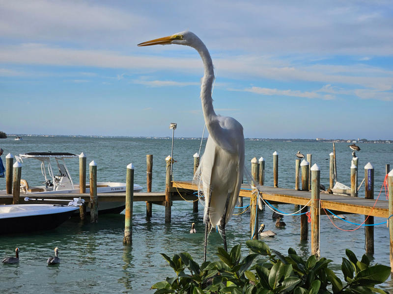 Bayfront Park , The Bay Park/Van Wezel Performing Arts Hall, City Island, Lido Beach , Marie Selby Botanical Gardens, The Ringling, Sarasota Opera House, Siesta Key Beach, St. Armands Circle, University Town Center/Nathan Benderson Park