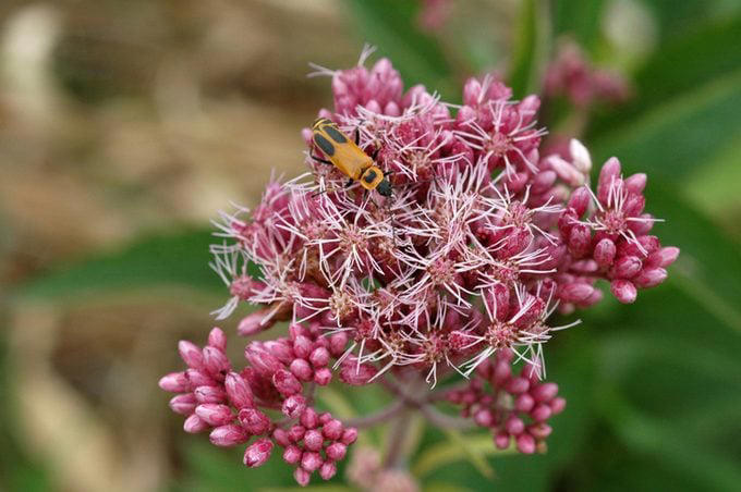 This Pollinator Plant Grows Extra Tall, Texas Has Multiple State Flowers, Visit Great Smoky Mountains for Brilliant Wildflowers, The Best-Known Wildflowers in North America, Wildflowers Are Incredibly Resilient, Celebrate Poppies in the Spring