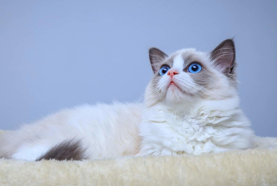 Maine Coon, Scottish Fold, Tonkinese, Turkish Angora, Abyssinian, Havana Brown, Norwegian Forest Cat, Russian Blue