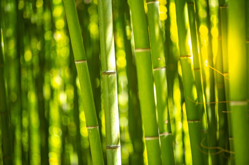 Bamboo Growth Pattern Lotus Leaf Surface, Gecko Adhesion, Shark Skin Efficiency, Butterfly Wing Color, Termite Climate Control, Nautilus Shell Structure, Firefly Light Production, Plant Photosynthesis, Wood Structure, Polar Bear Insulation, Bamboo Growth Pattern, Octopus Camouflage, Leaf Vein Networks, Learning from Life's Laboratory